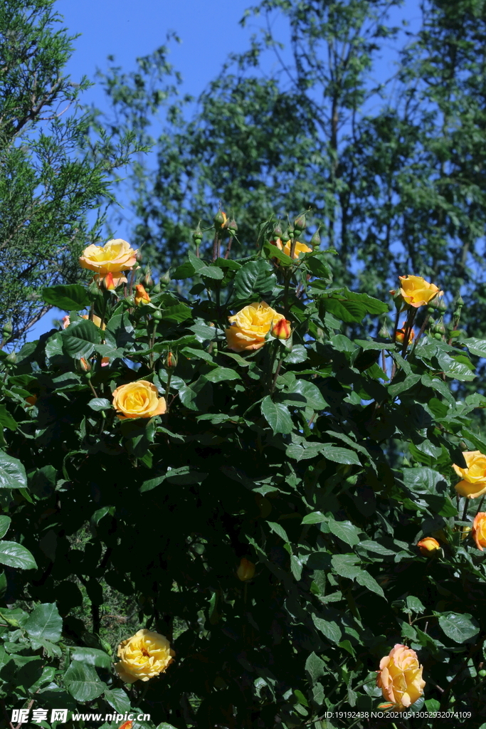 月季花 