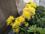 金丝菊花