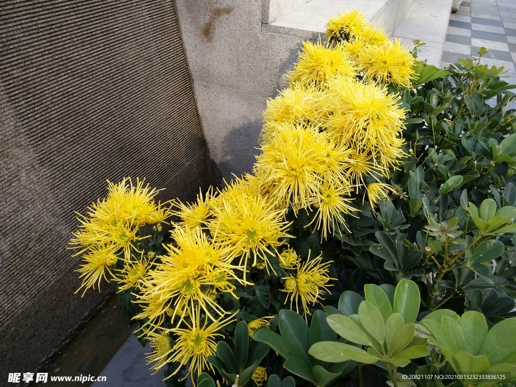 金丝菊花