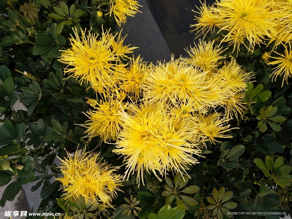 金丝菊花