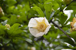 石榴花