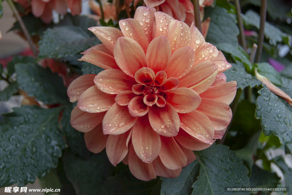 菊花 