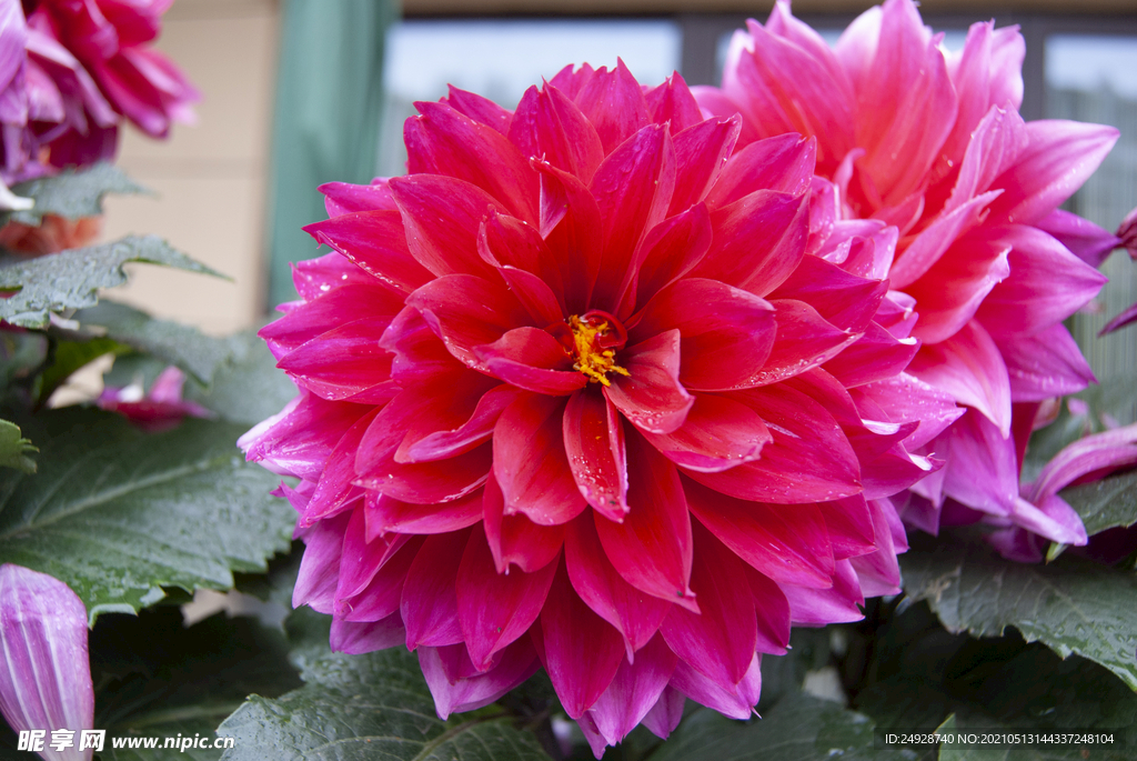 菊花