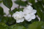 茉莉花