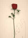 情人节玫瑰花