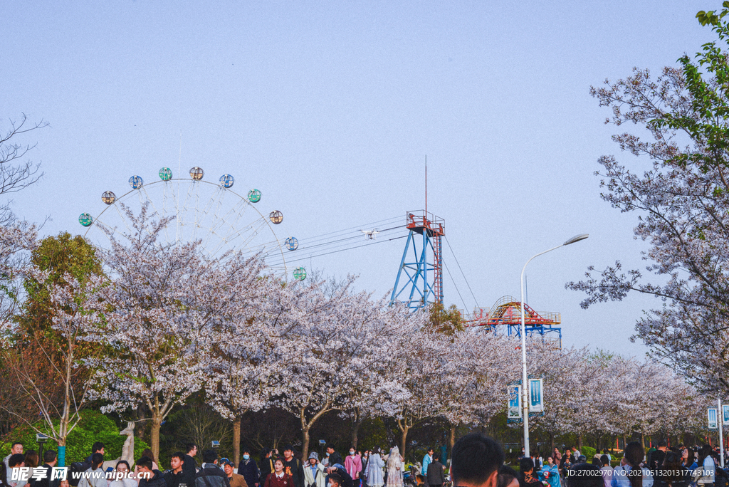 淮安市樱花园