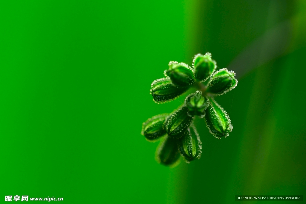 绿色植物嫩芽背景