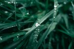 绿色树叶背景