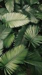 绿色深绿色植物树叶背景