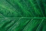 绿色树叶特效背景