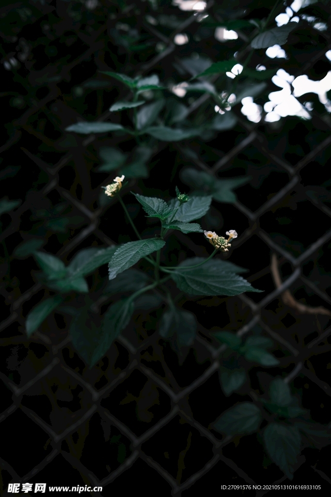 绿色植物树叶铁栅栏背景