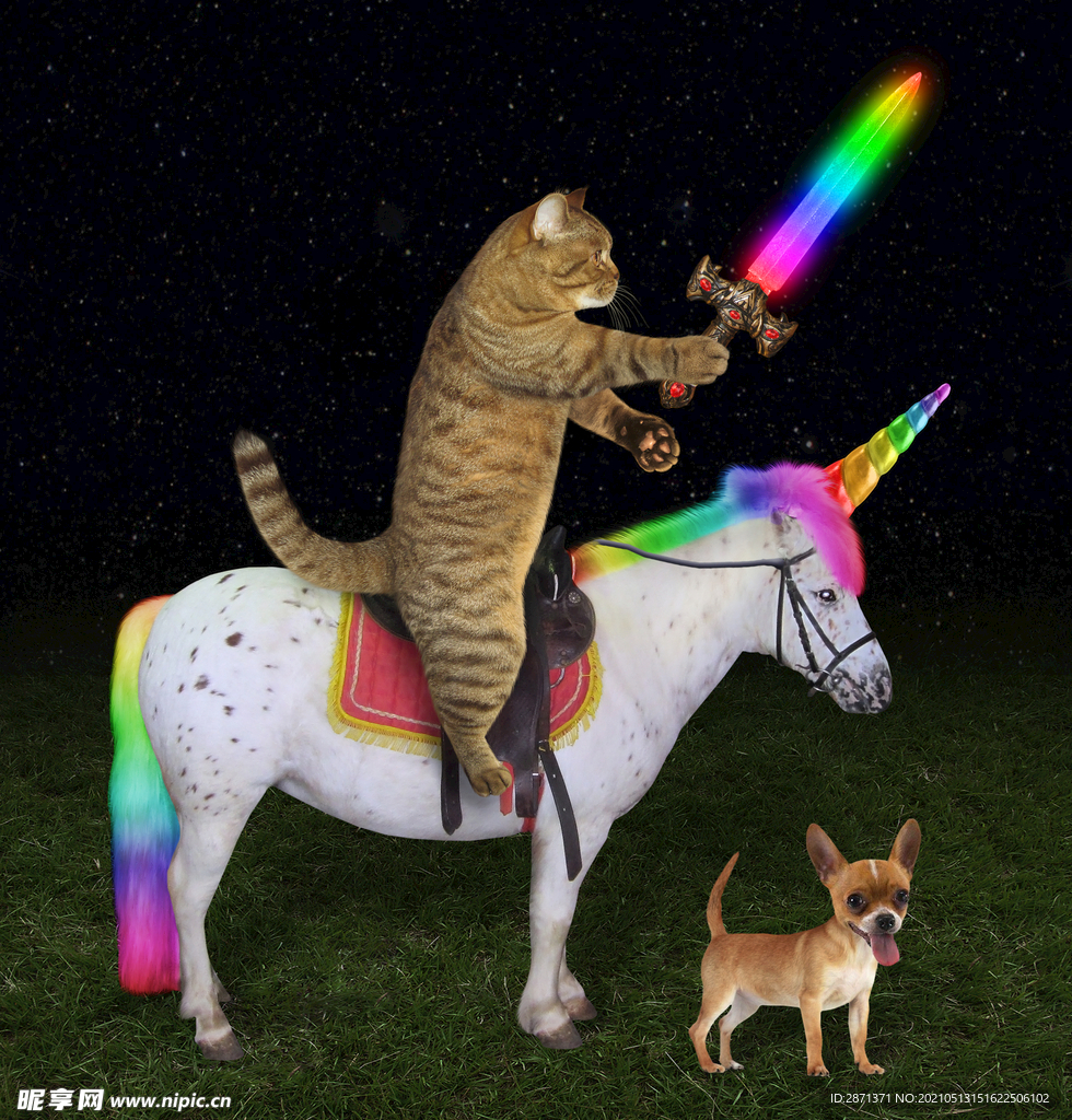 骑马的猫
