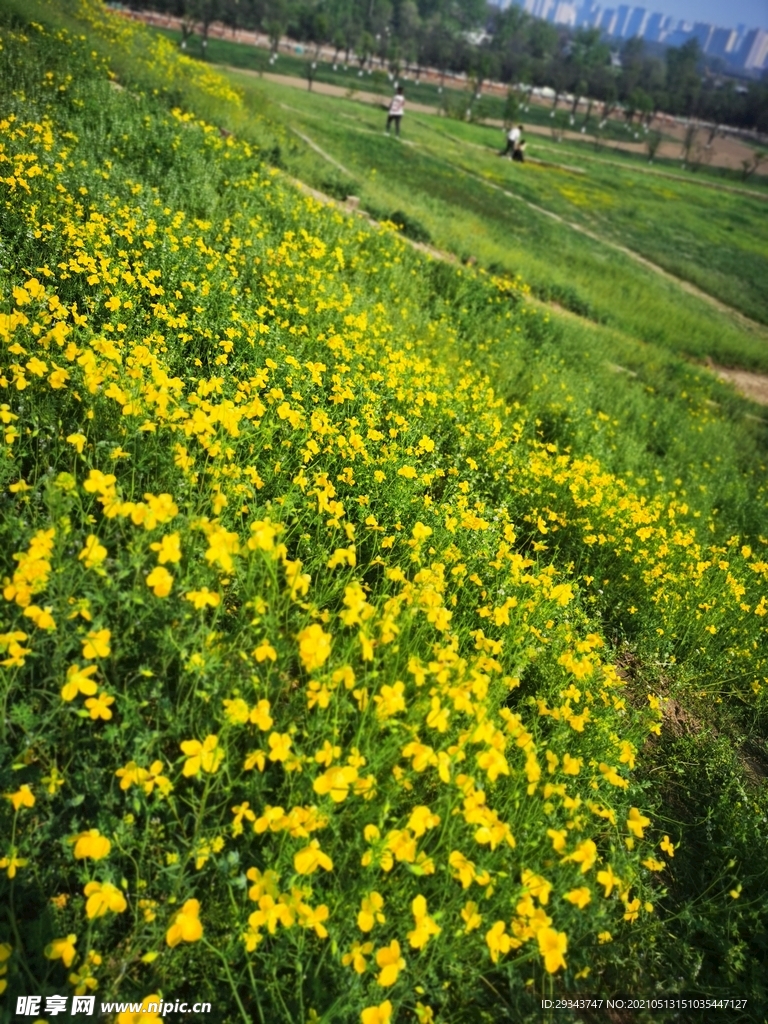 田野 山坡  小黄花 春天