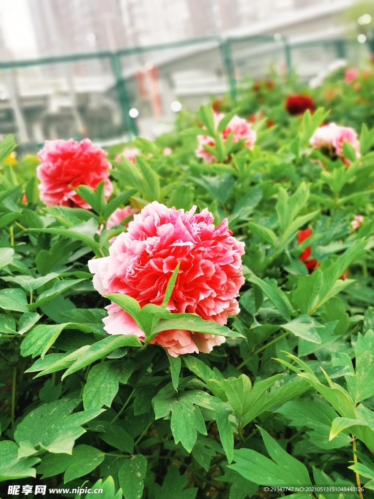 牡丹  红牡丹 公园的花