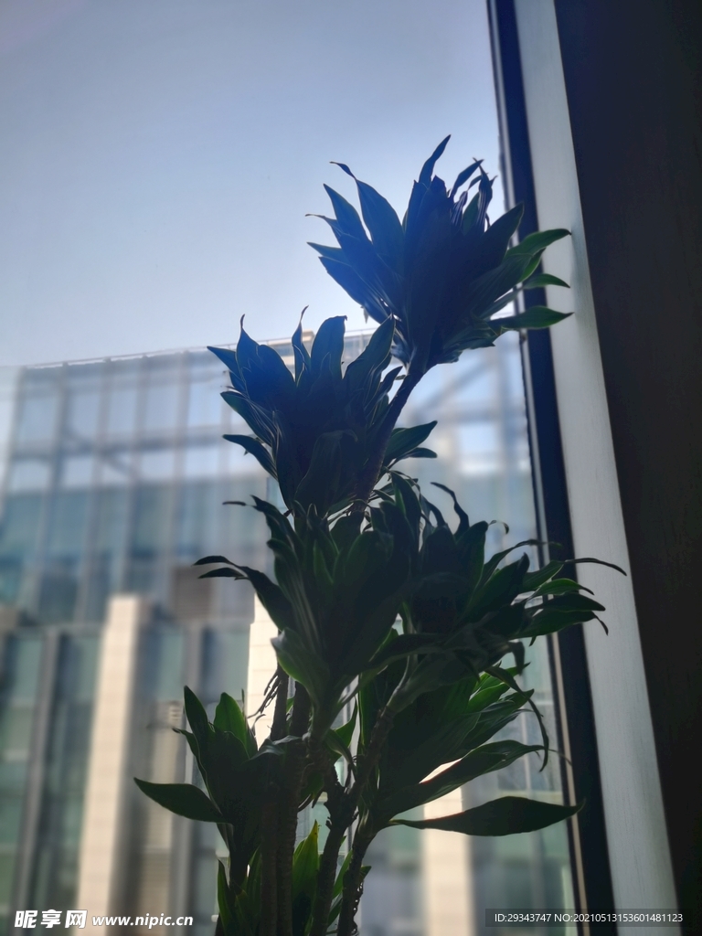 办公室  一株花