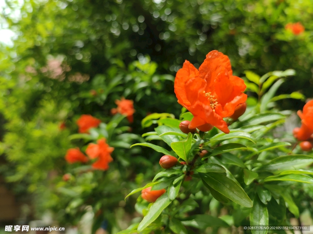 石榴花