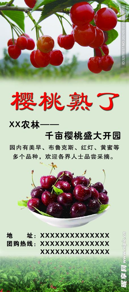 樱桃沟 樱桃熟了 