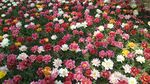花海