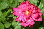 芍药