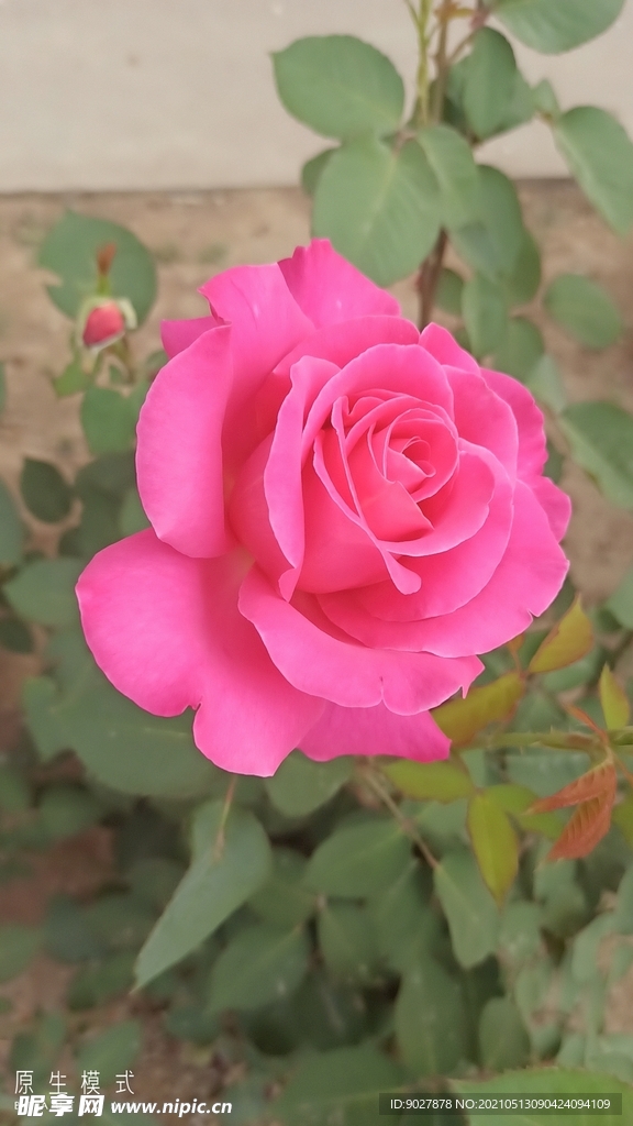 月季花