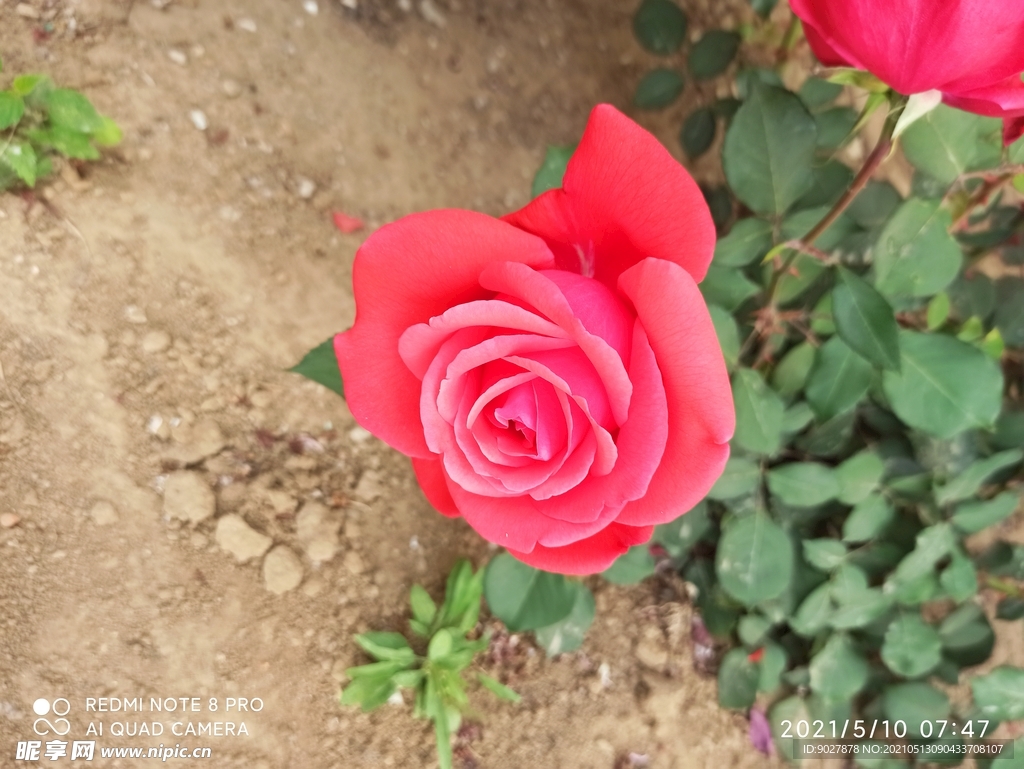 月季花