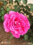 月季花