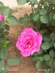 月季花
