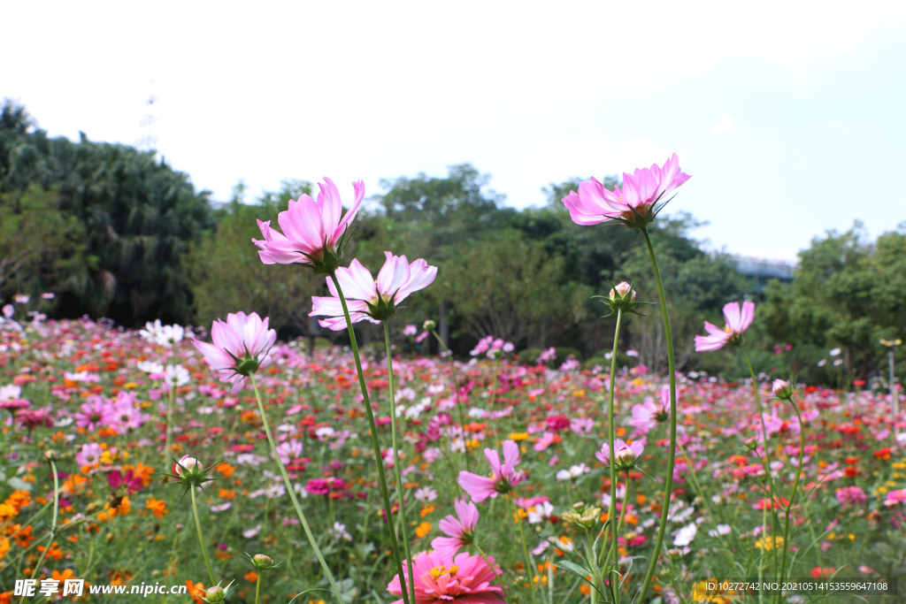 格桑花