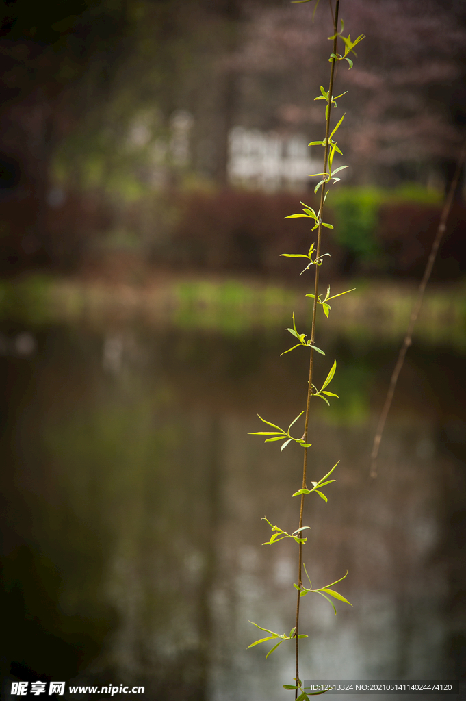 嫩芽