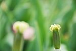 花苞