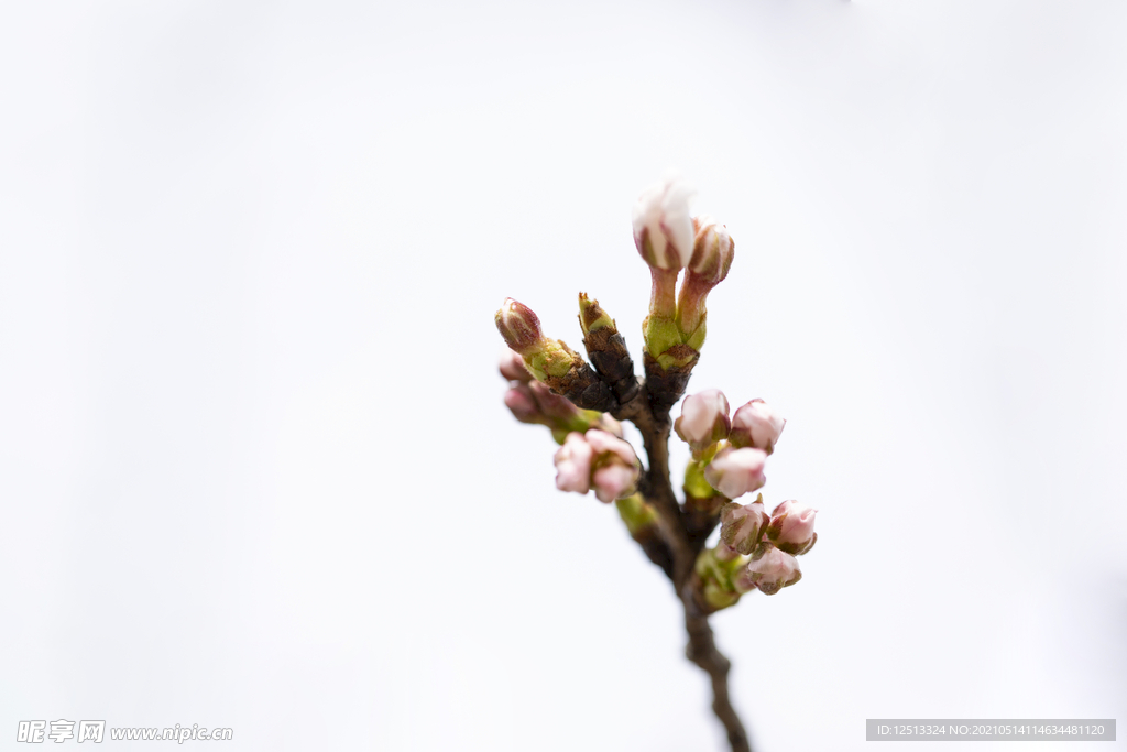 花苞