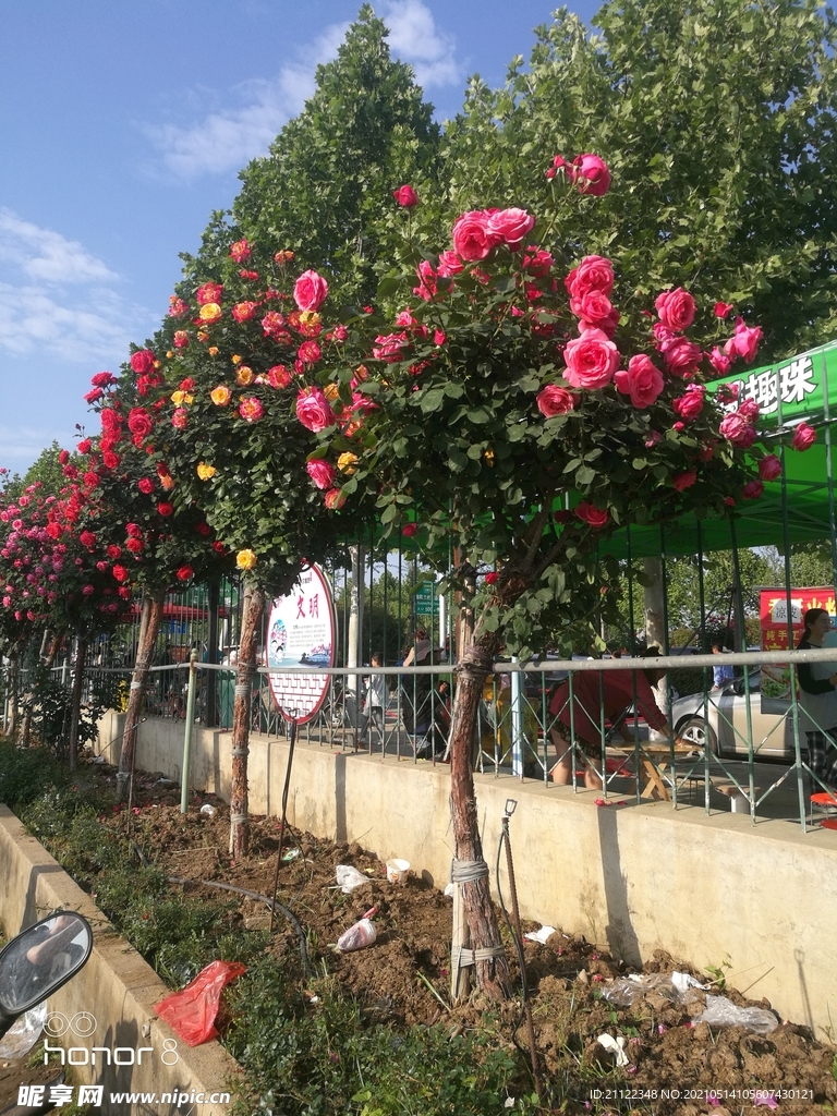 月季花