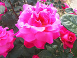 月季花