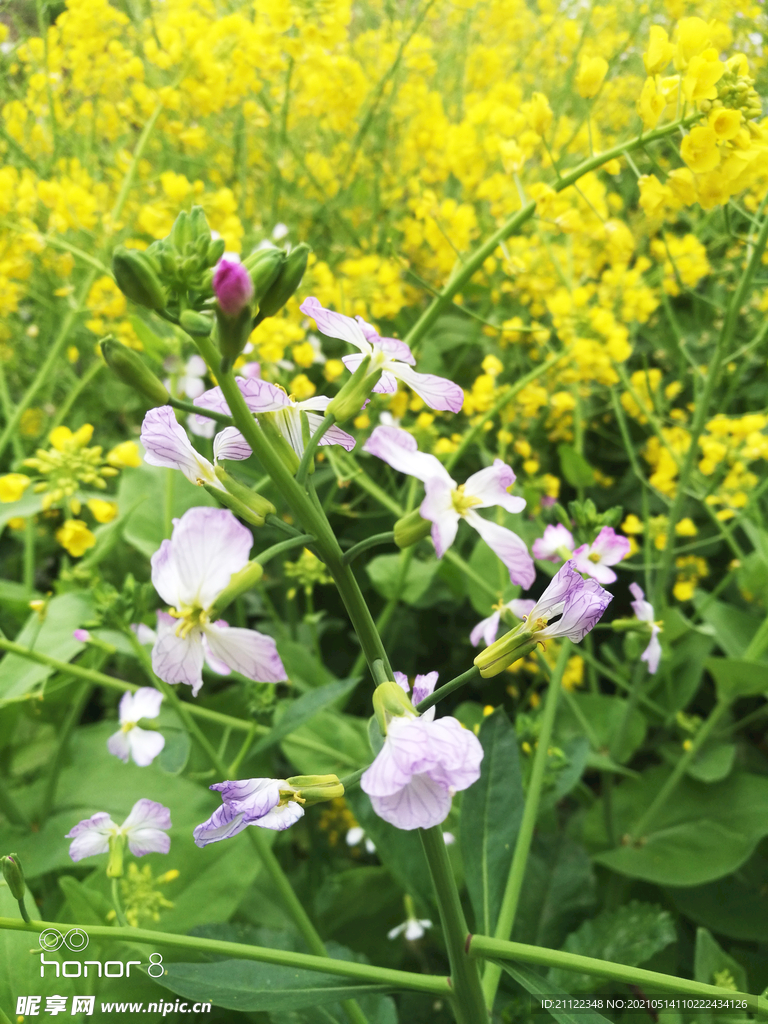 油菜花