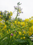 油菜花