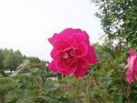 月季花