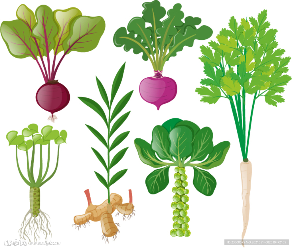 蔬菜根茎