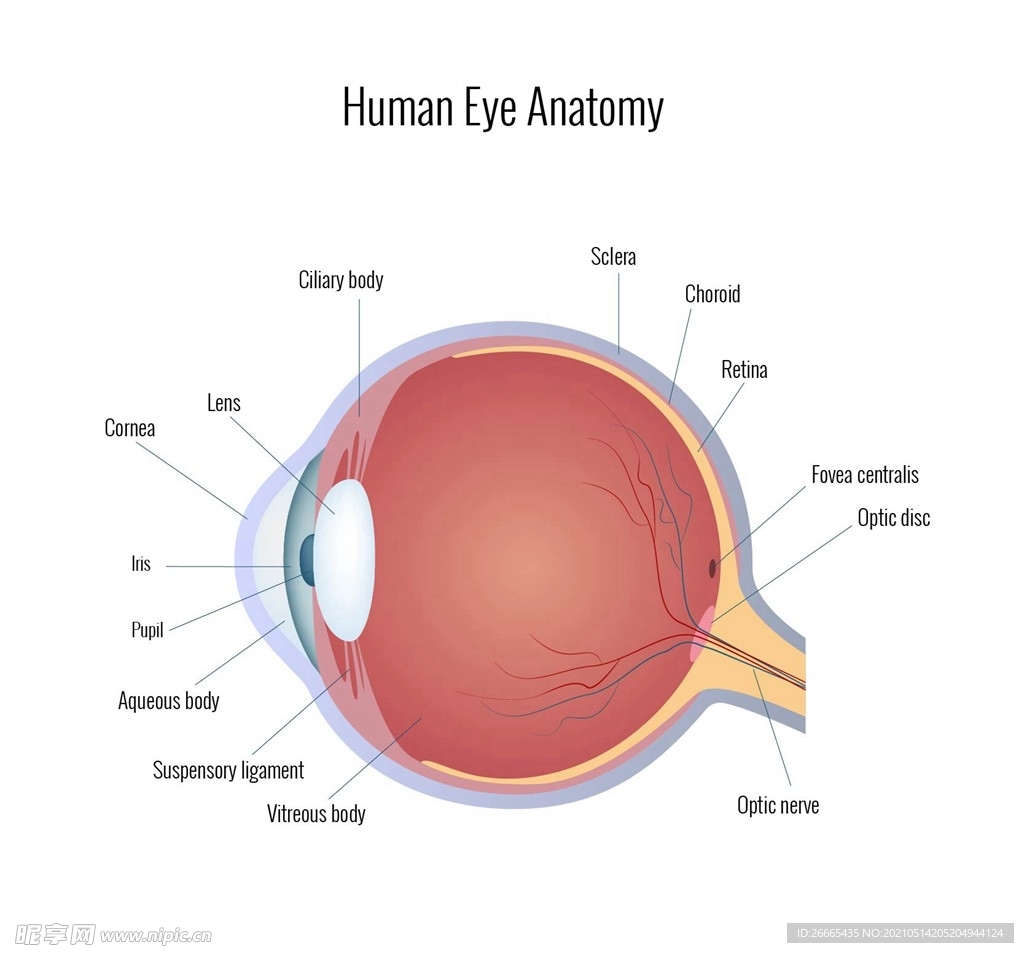眼部解剖矢量图