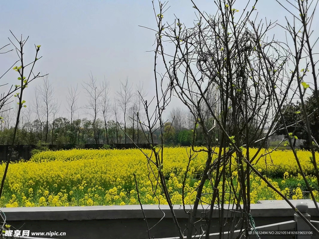 油菜花