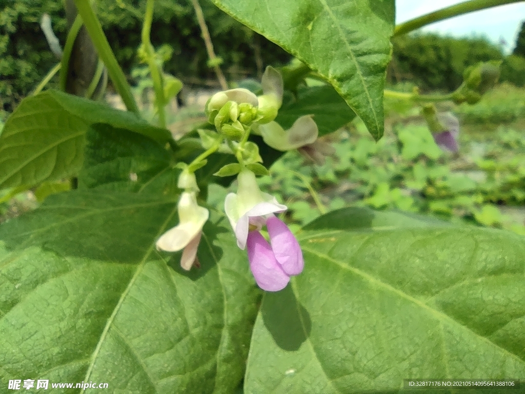 四季豆花