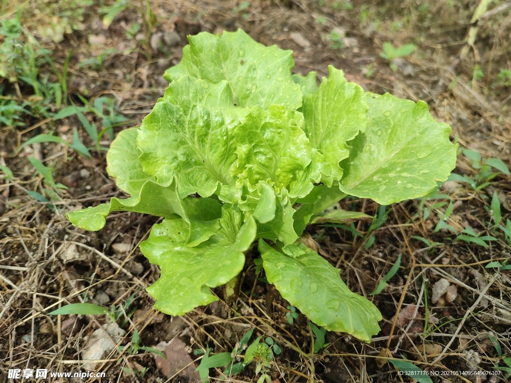 生菜