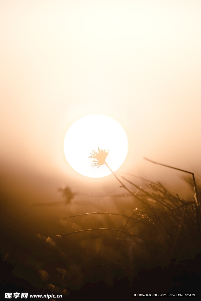 太阳             