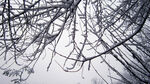 积雪树枝