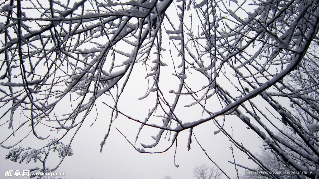 积雪树枝