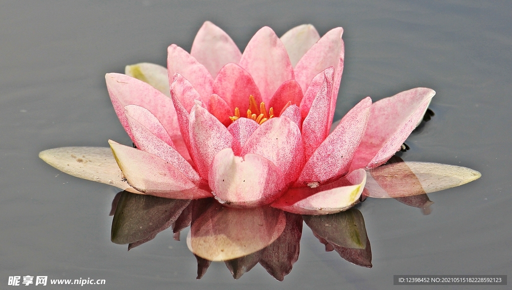 睡莲荷花