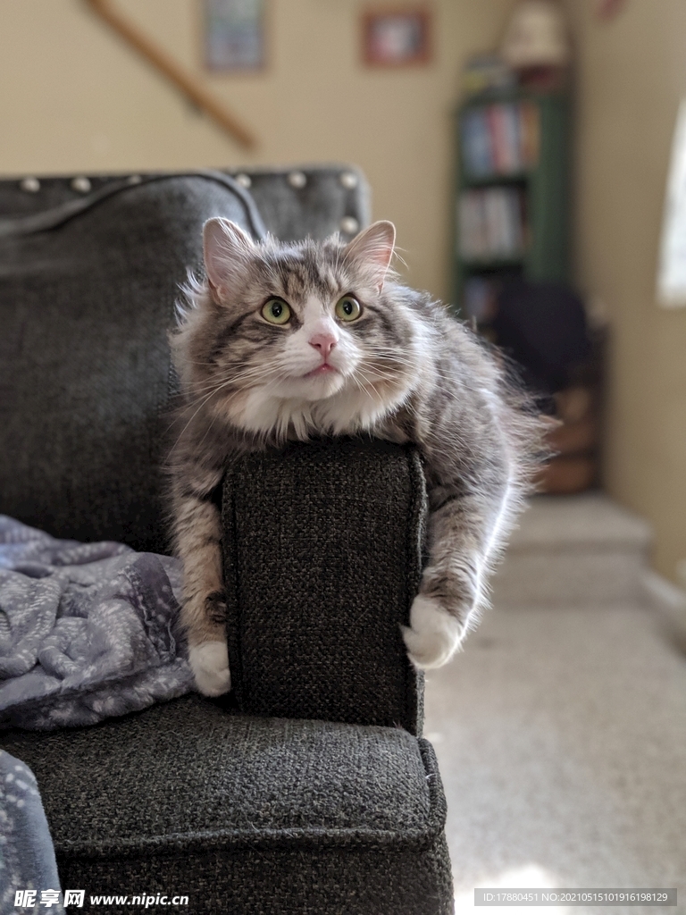 猫