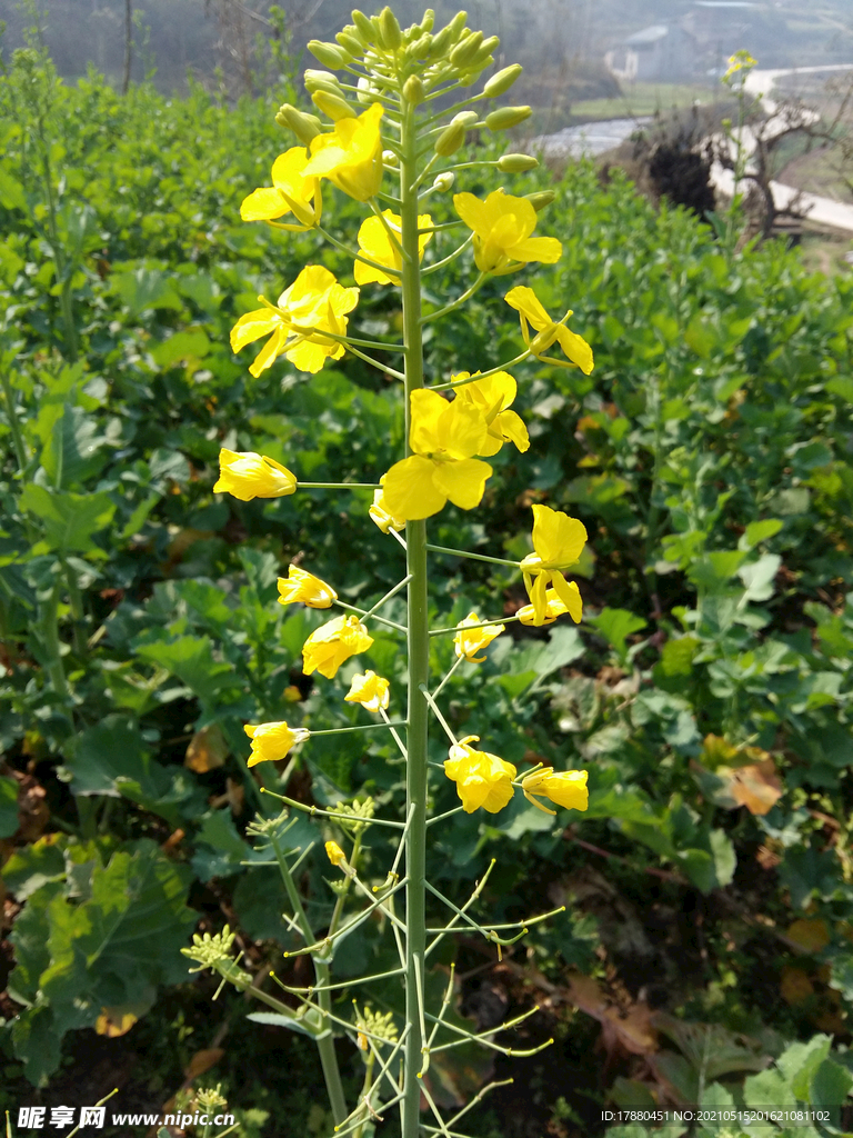 油菜花