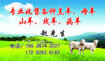 收羊名片