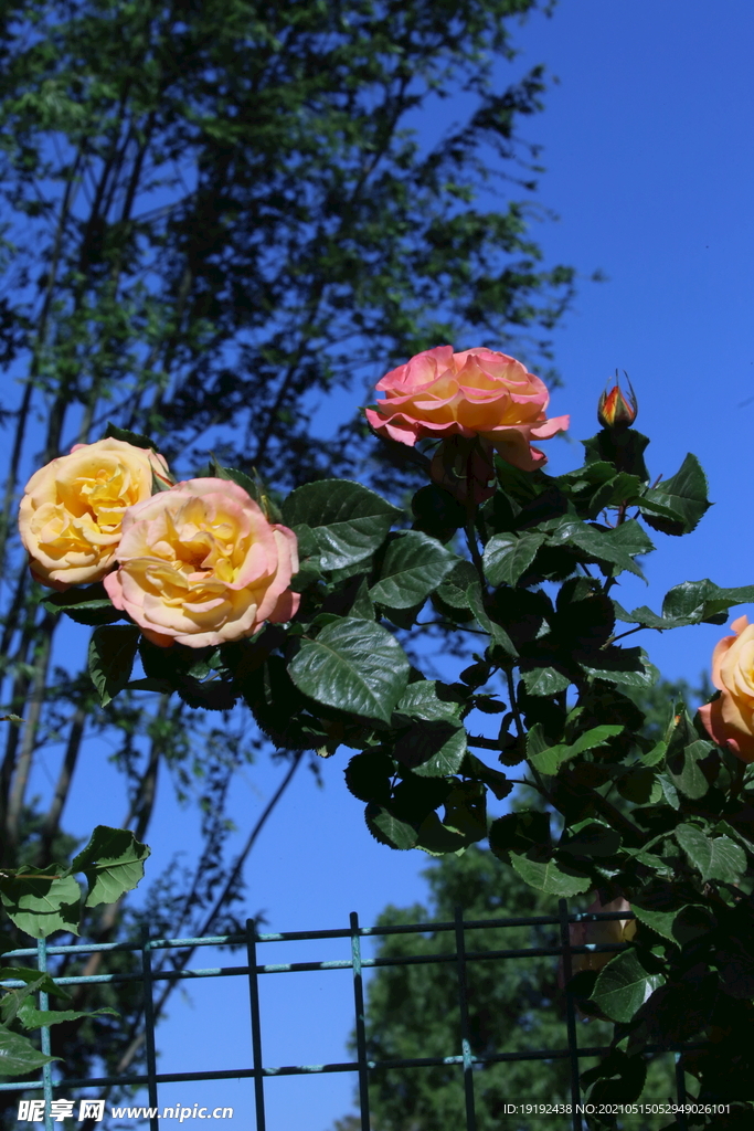 月季花