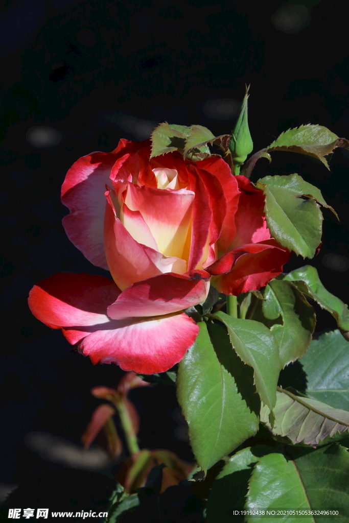 月季花 